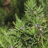 Salvia rosmarinus Spenn.